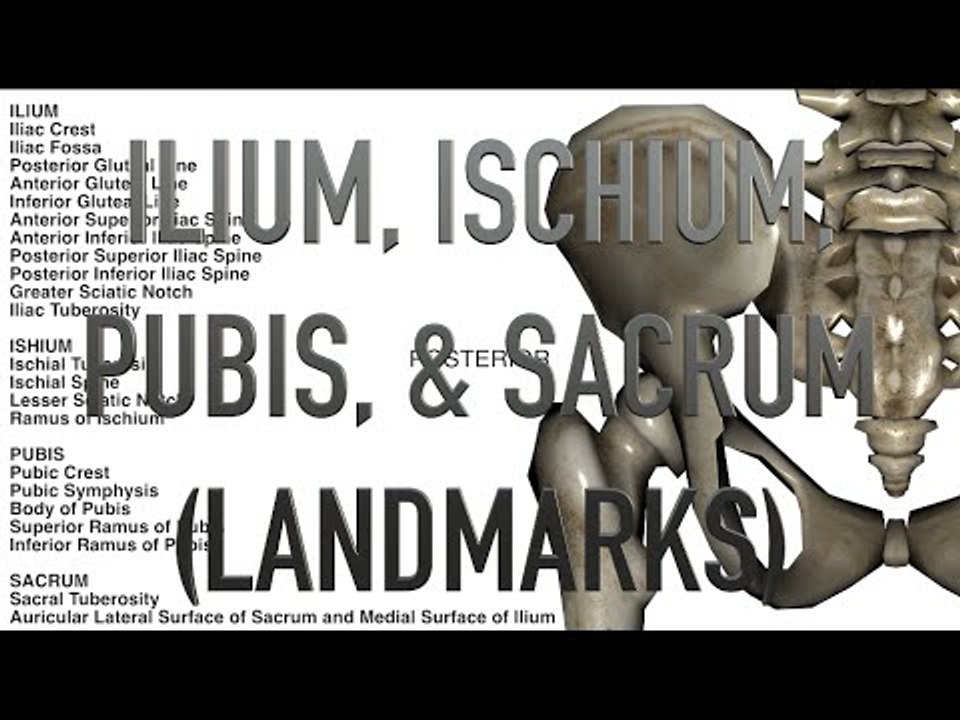 Pelvis - Landmarks - Quiz