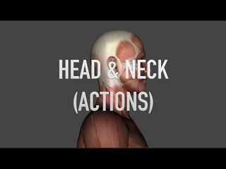 Actions: Head and Neck - Quiz