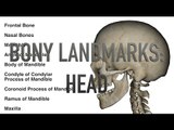 Bony Landmarks - Head - Quiz