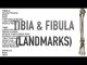 Tibia & Fibula Landmarks - Quiz