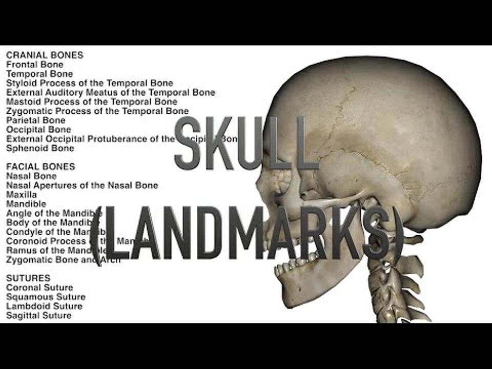 Skull - Landmarks - Quiz