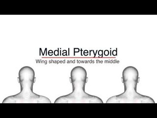 Muscle Meanings: L-O