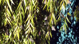 Monarchs at Apollo Park Palmerston North