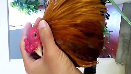 Gà trống thổi kèn - Giúp bé ăn ngon - Tò tí te nó thổi kèn rất hay