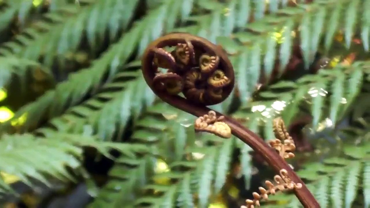Paradise Valley Springs, Rotorua NZ