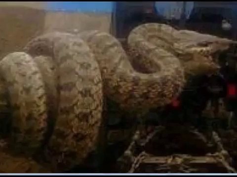 Гигантская змея на Кавказе