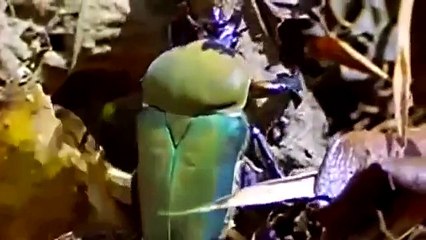 EVOLUTION GREAT TRANSFORMATIONS | NOVA Science documentary