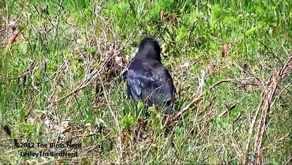 Crows Intelligent, Fun and Interesting