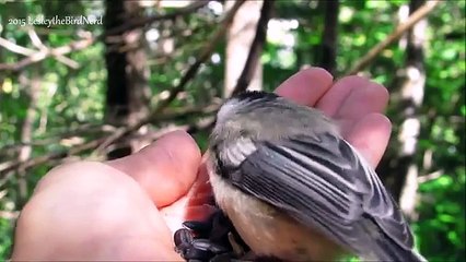Cute Black-capped Chickadee Babies