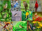 SINGING BIRDS. NATURES RELAXING SOUNDS
