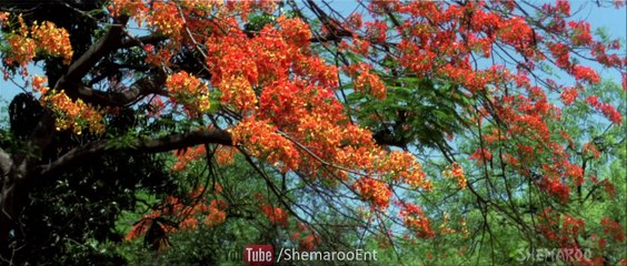 Kabhi Poolon Ki Tarah (Chalta Hai Yaar) HD (1080p)
