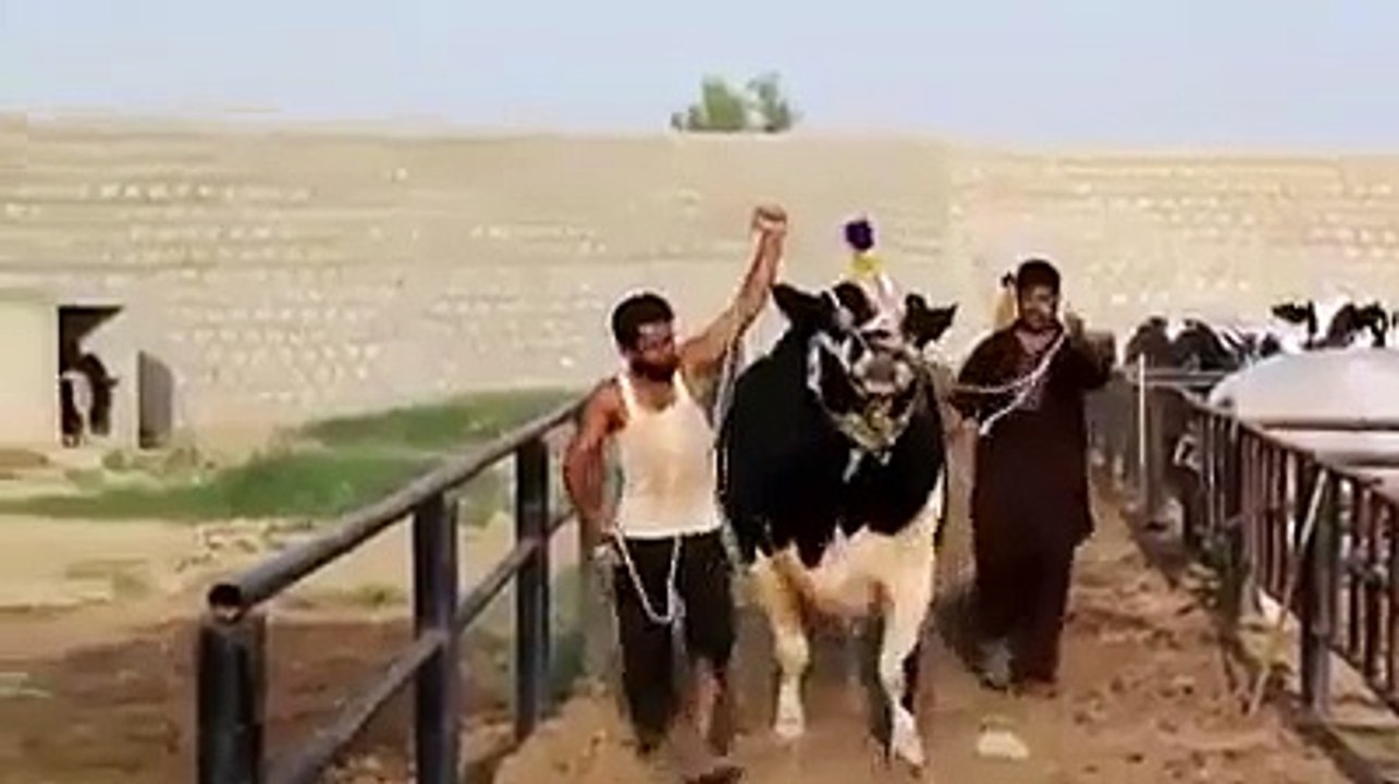 Oh No. Bull is Full - Amazing - Video Dailymotion