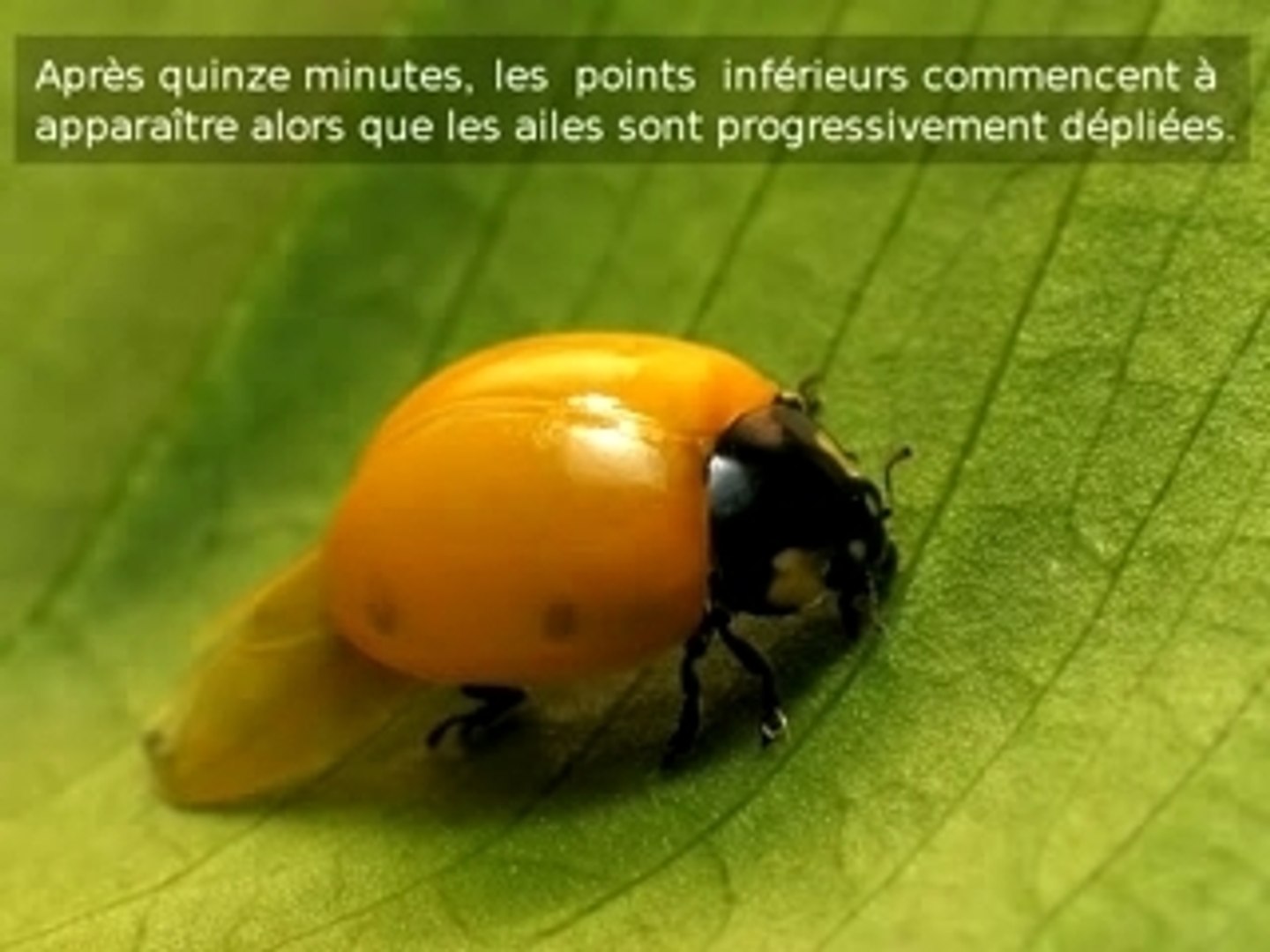 Naissance D Une Coccinelle Video Dailymotion