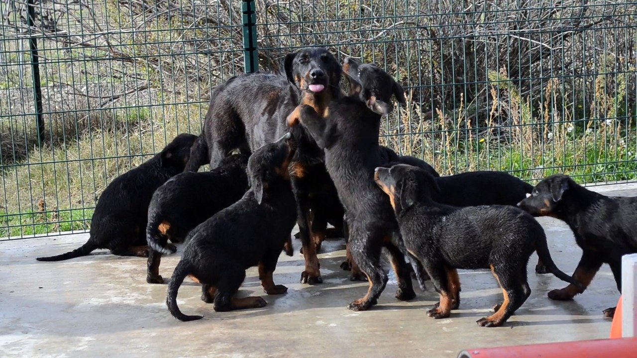 Authentiques chiots Beauceron - Berger de Beauce rustique costaud type ancien gros gabarit LOF