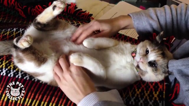 Смешные и милые животные