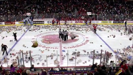 Lancé d'ours en peluches sur un terrain de hockey