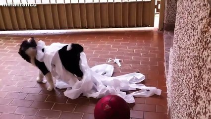 Funny Cats And Dogs Vs Toilet Paper Compilation 2014 [NEW]