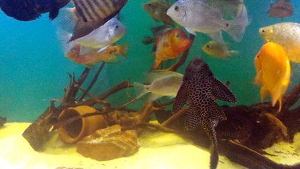 Karma Amerikan Tankım