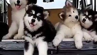 Hai hước động vật- Những chú chó con đáng yêu nhất thế giới
