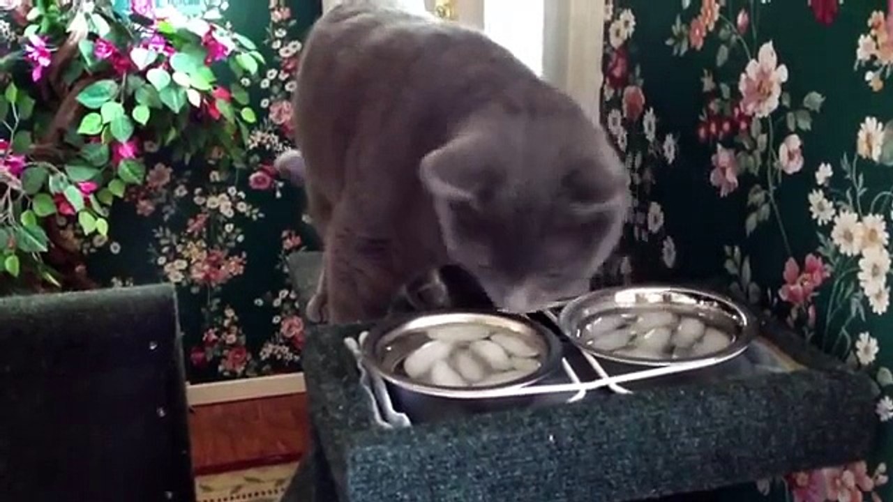 Funny Cats 07-12-2015