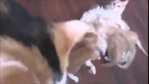 Funny Videos - Cute Animals Compilation 2015 - Dog Videos 2015 - 720p
