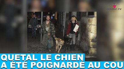 Quetal, le chien d'un sans-abri, a été poignardé au cou. L'histoire dans la minute chien #61