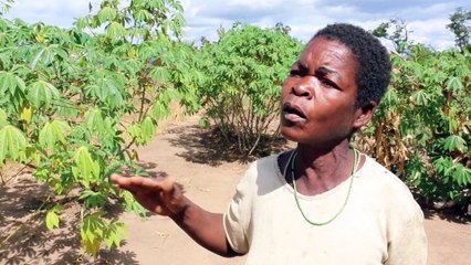 Mozambique : Les agro-industriels délogent les petits exploitants