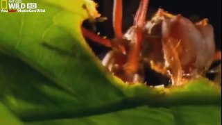 Strange things in the Amazon forest | Nat Geo wild HD | Documetary HD 2015