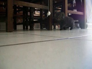 Jélana - Chaton qui joue