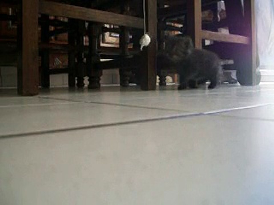 Jélana - Chaton qui joue