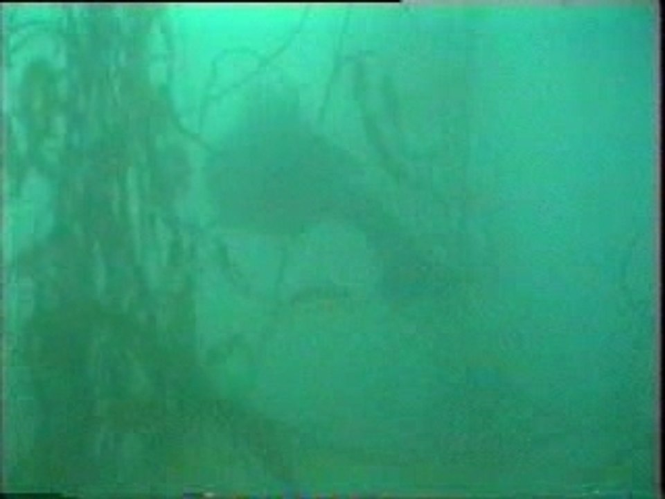 Plongée à kerguelen