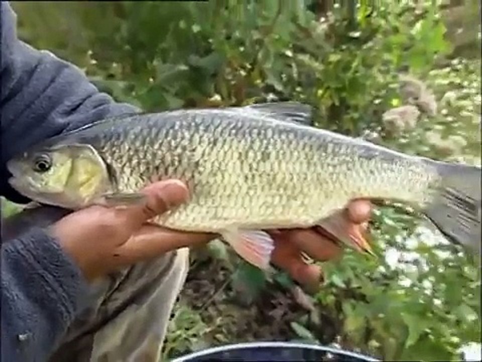 #5 The Great Rod Race Day 5 Fish Fishing Documentary HUB