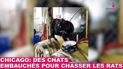 "Cats at Work" à Chicago: des chats embauchés pour chasser les rats! À découvrir dans la minute chat #61