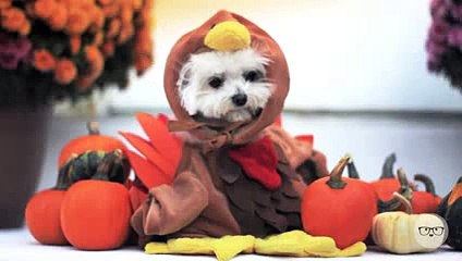 Happy Thanksgiving from Milo Meets World!