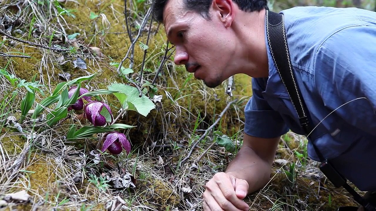 Cypripedium yunnanense, tibeticum and calcicola - China