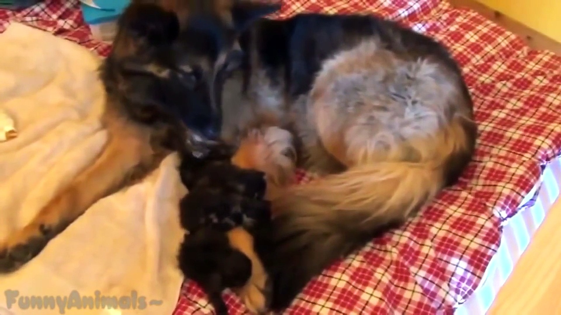 ⁣Funny Animals Adopt Other Animals Compilation