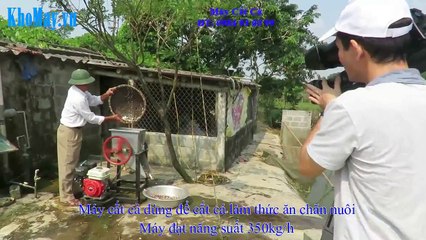 Máy Cắt Cá Làm Thức Ăn Chăn Nuôi