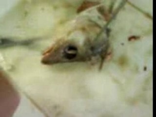 DissecTion ISC La Tête de PoiSson