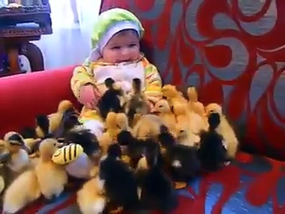 cute video little kid and duck chicks amazing.