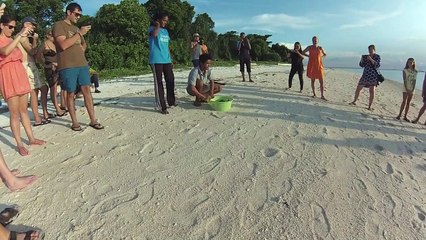 150 bebés tortuga descubren el mar