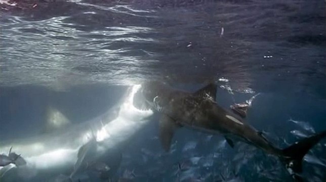 Les requins ne sont pas à l'abri d'une attaque de requin