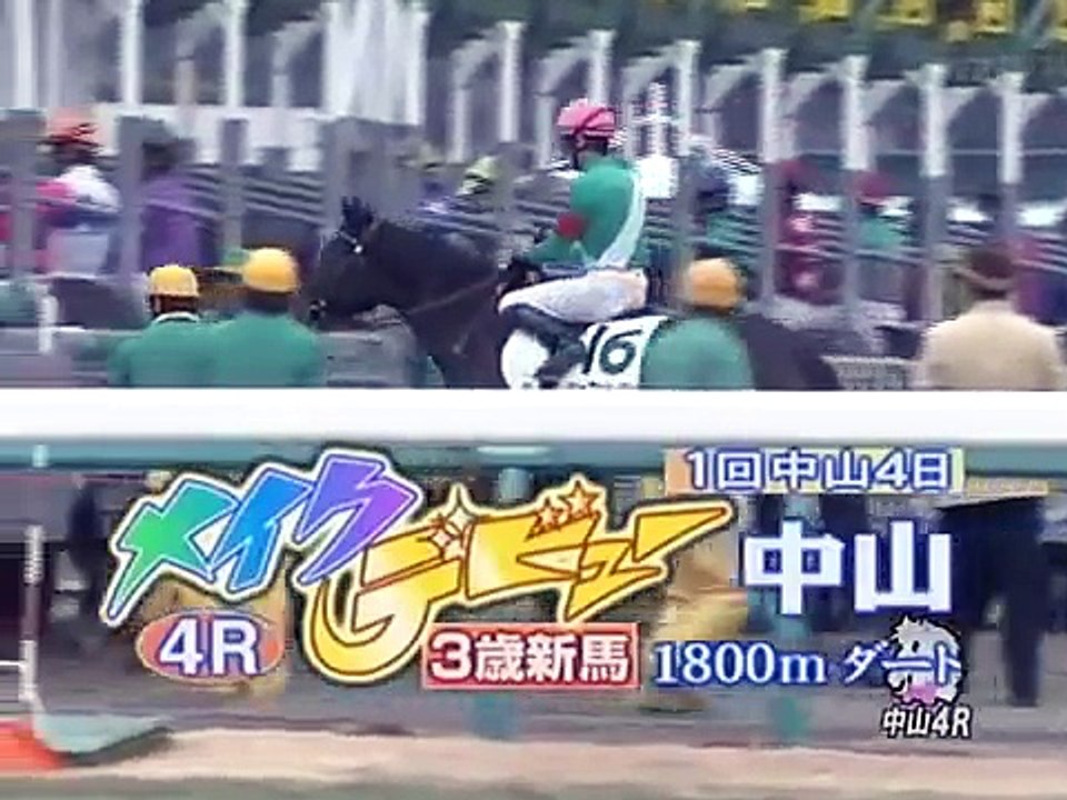 The biggest horse
