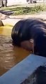 Dos hipopótamos salvan a un patito caído en un estanque