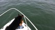 Un perro quiere nadar con los delfines