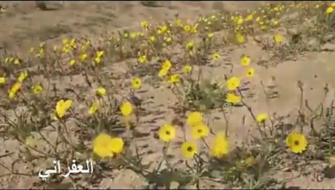 غيث بن فهيد في شيلة راحة البال مونتاج العفراني