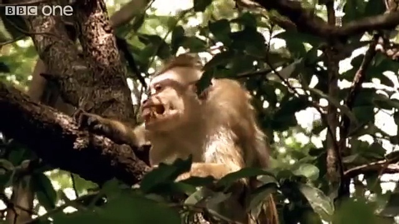 Funny Talking Animals - Walk on the Wild Side - Series 2, Episode 4, Preview - BBC One