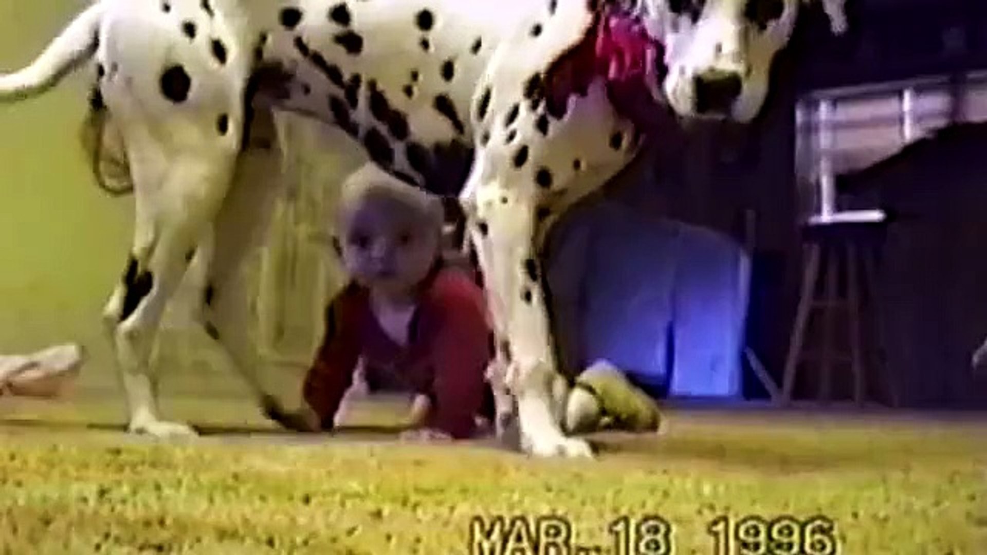 Cute Dogs And Adorable Babies- Compilation