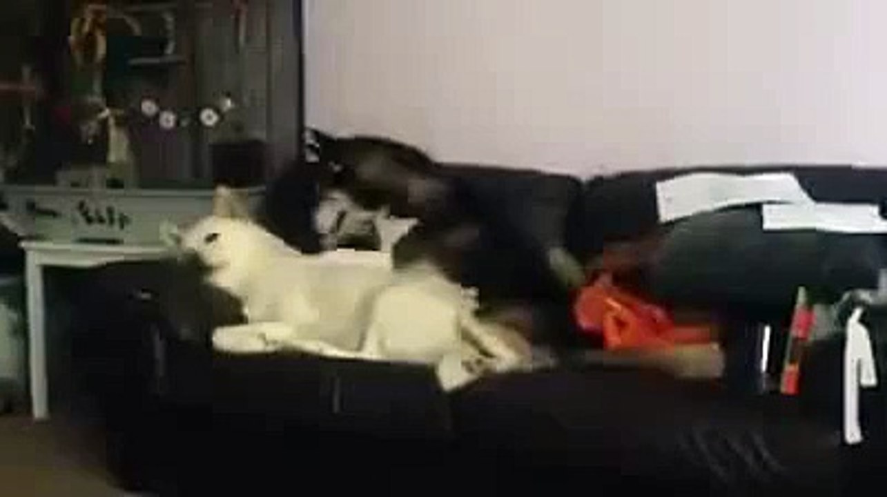 Good Morning - Good Morning Hello Dogs Good Morning