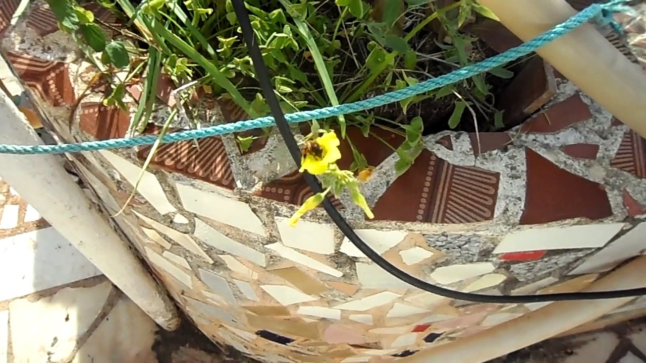 L' abeille et le bouton D'Or.. Bee and Gold Flower....