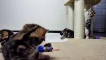 Funny cats. Ninja kittens train and play. Part 1 cat ninja tricks